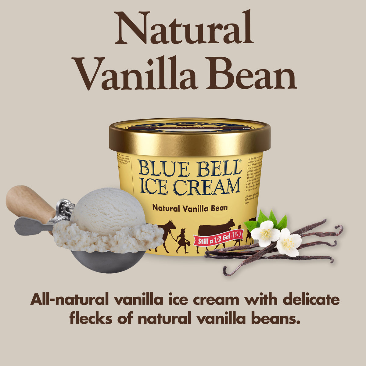 Blue Bell Natural Vanilla Bean Ice Cream Half Gallons Infographic with carton of ice cream, scoop of ice cream in a dipper and flavor description: All-natural vanilla ice cream with delicate flecks of vanilla beans.