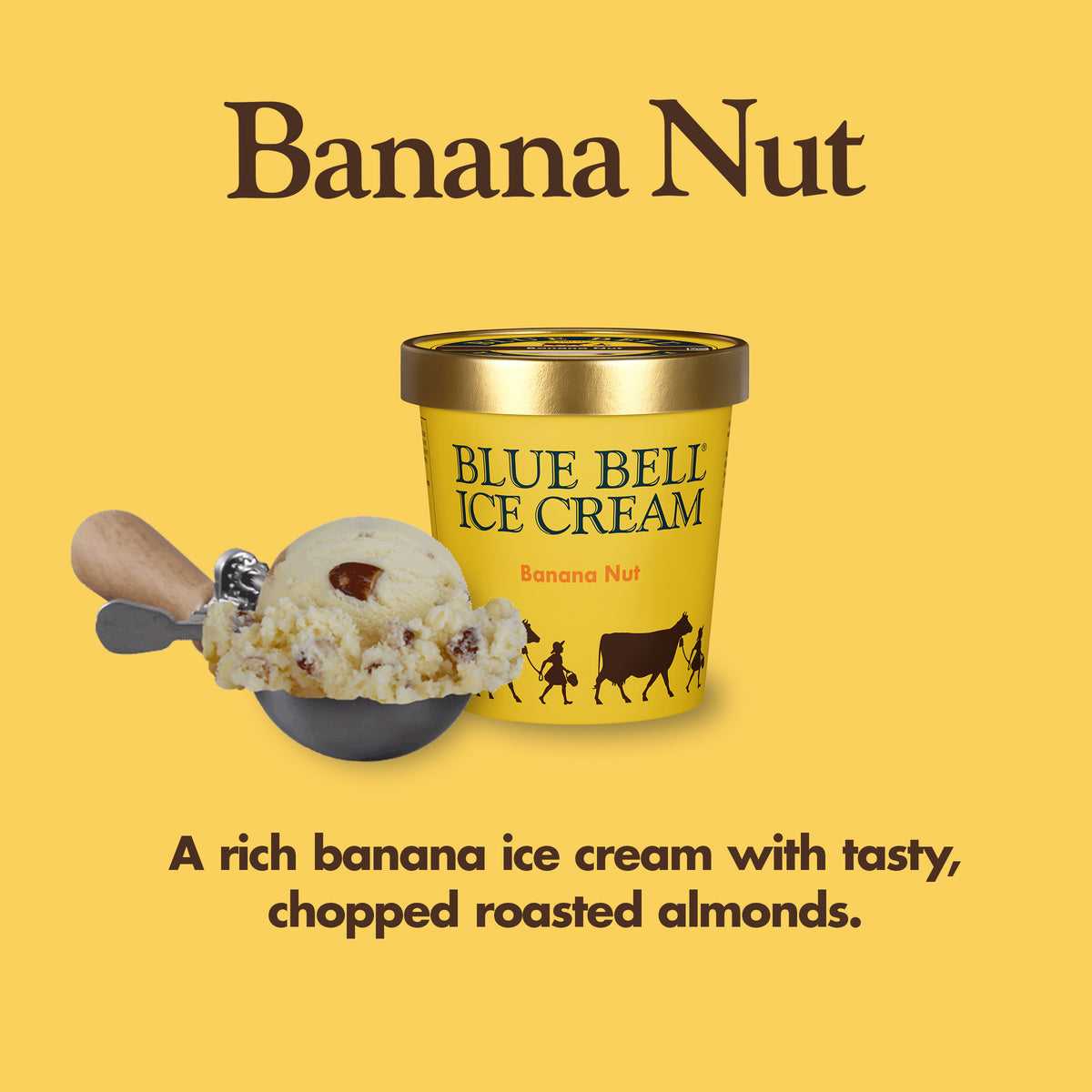 Blue Bell Banana Nut Ice Cream Pints Infographic with carton of ice cream, scoop of ice cream in a dipper and flavor description: A rich banana ice cream with tasty, chopped roasted almonds. 